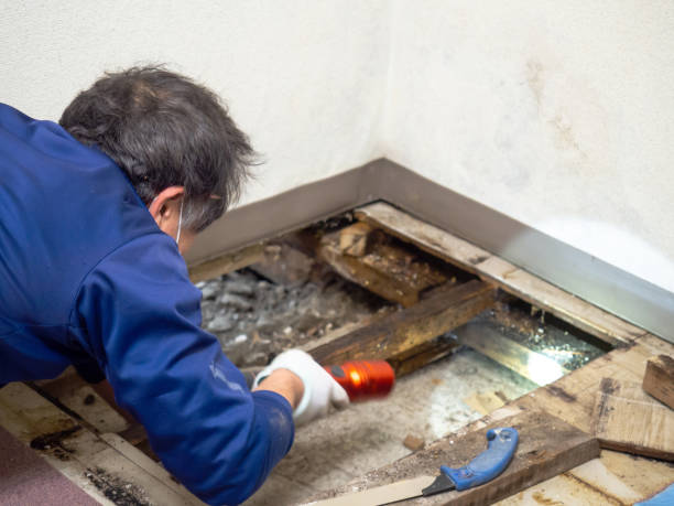 Best Commercial Mold Removal  in Fairview, OK