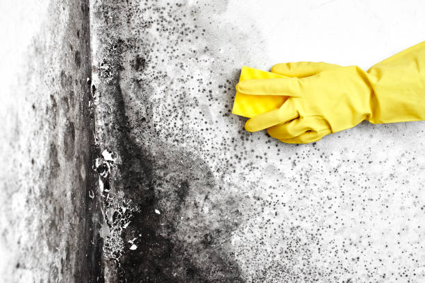 Best Certified Mold Removal  in Fairview, OK