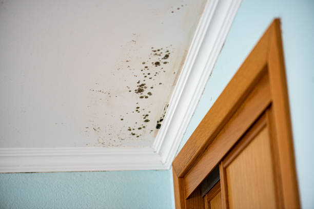 Best Best Mold Removal Companies  in Fairview, OK