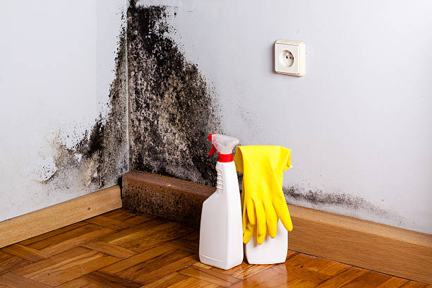 Best Mold Testing and Removal  in Fairview, OK