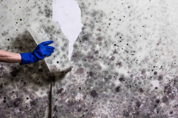 Best Office Mold Removal Services  in Fairview, OK
