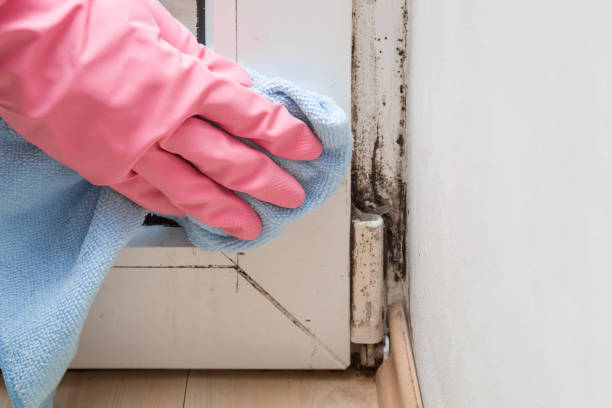 Best Commercial Mold Removal  in Fairview, OK